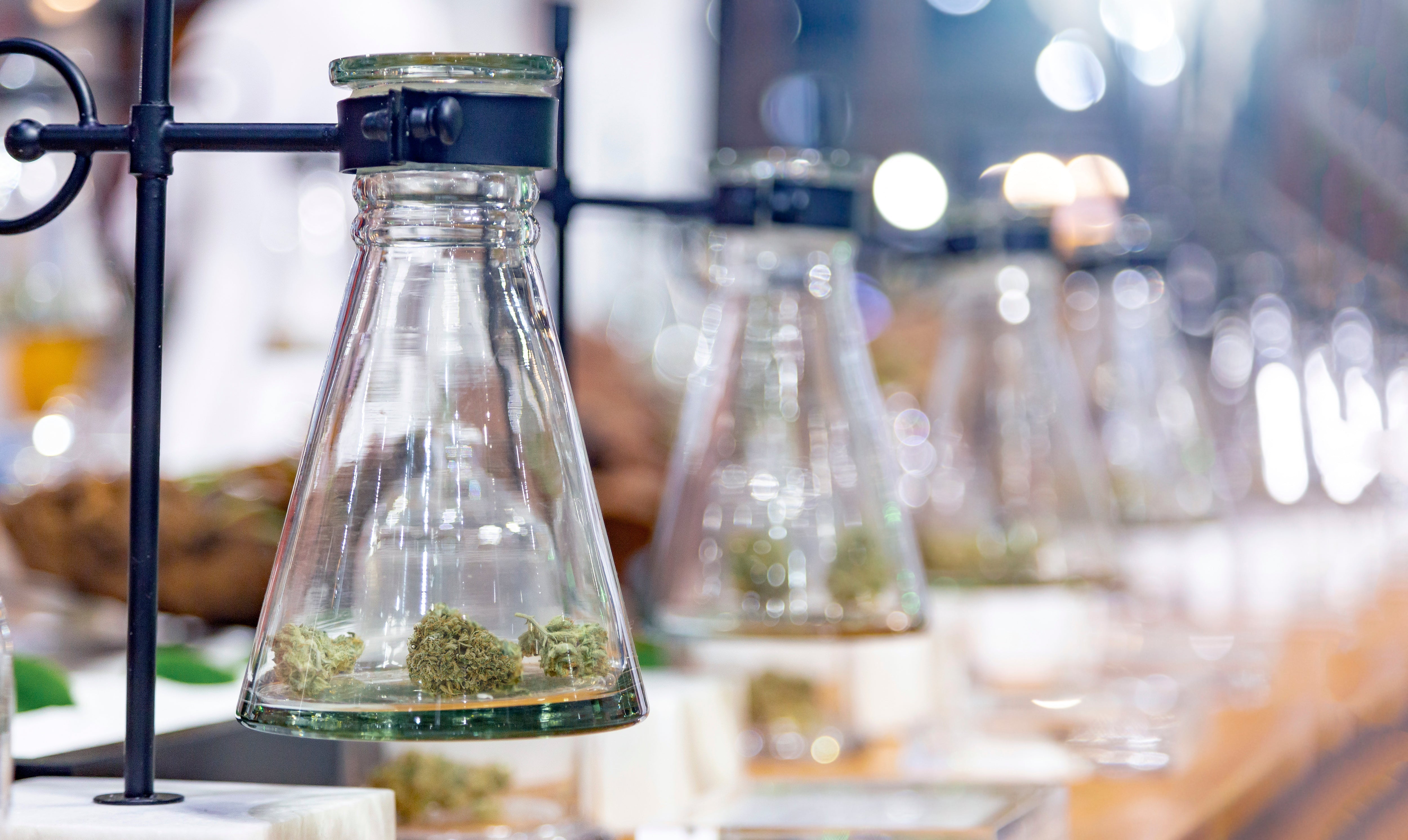 Cannabis, Leber und aktuelle Studien