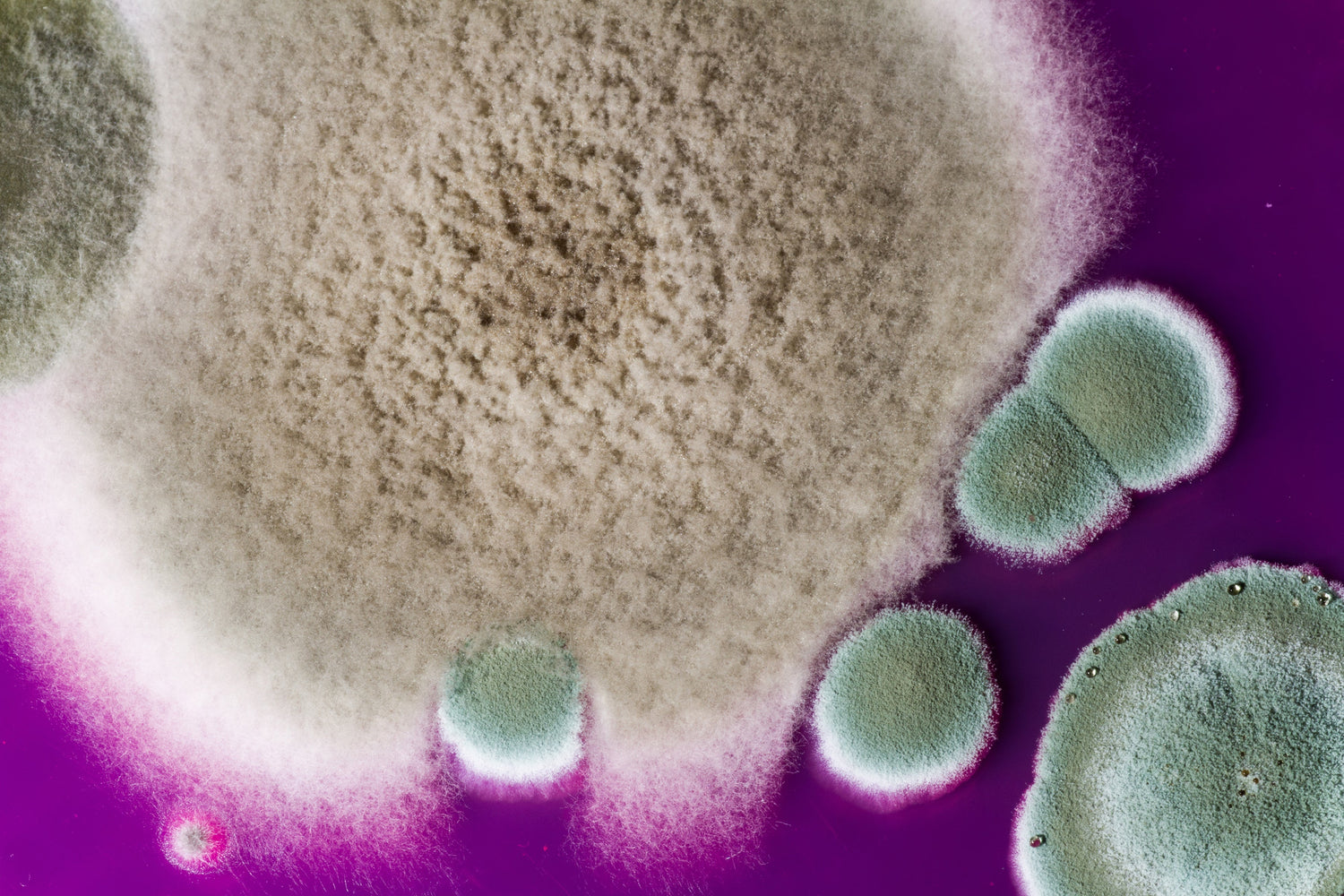 Cannabis-Schimmel: Wie er entsteht und du ihn vermeidest