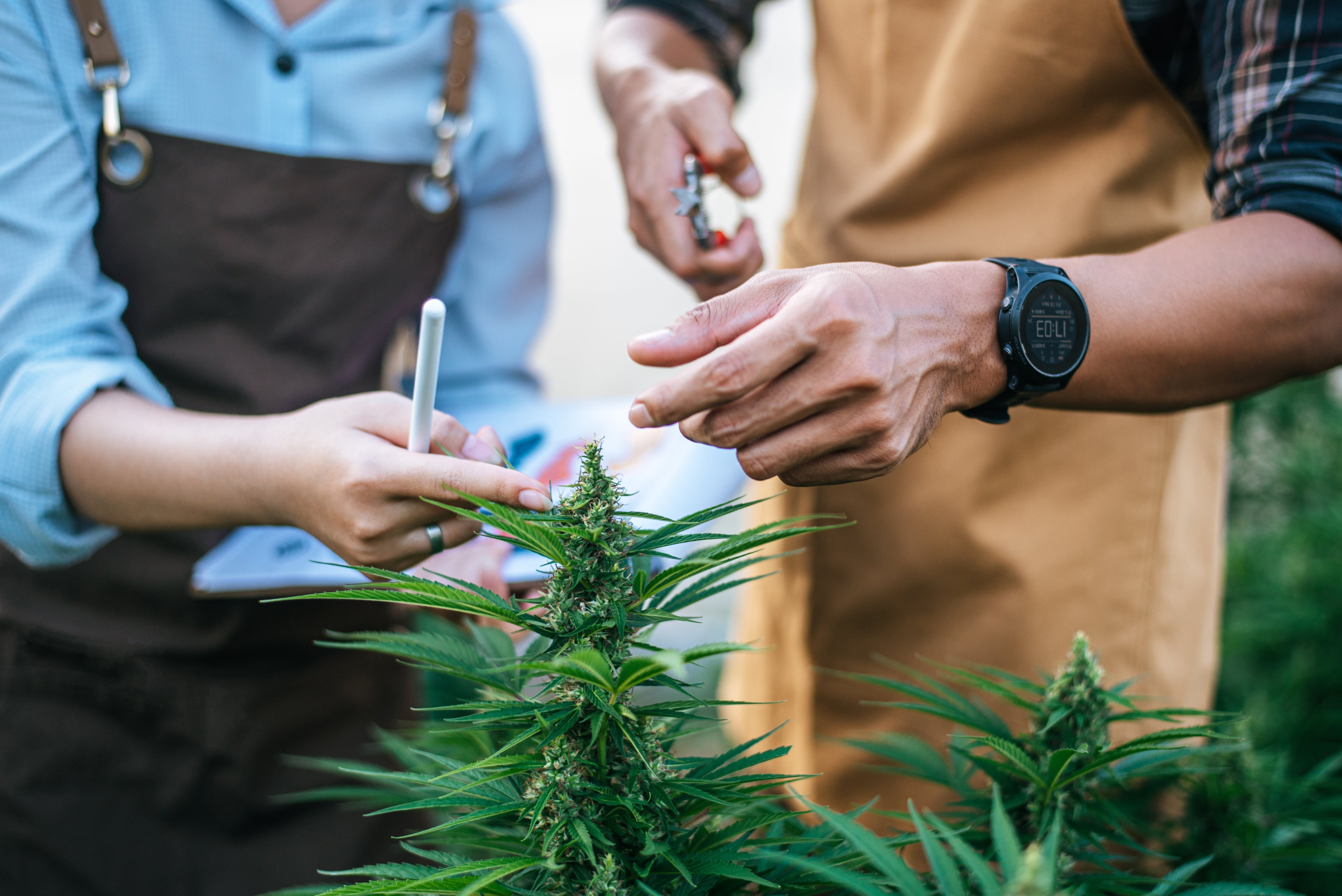 THCP: Wirkung, Rechtslage und was es stärker als THC macht
