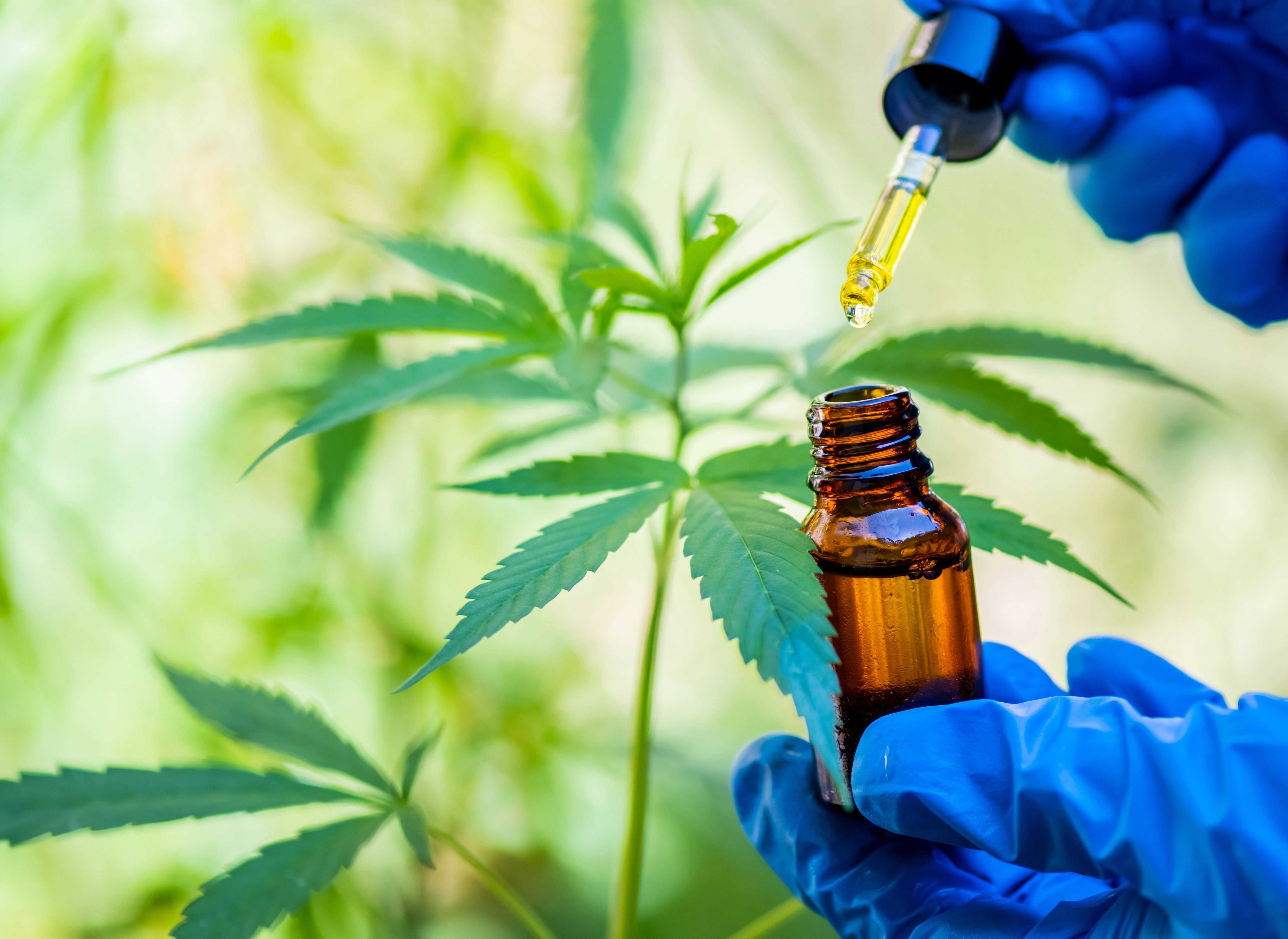 THC und CBD kombinieren: Was Studien über die Wirkung zeigen