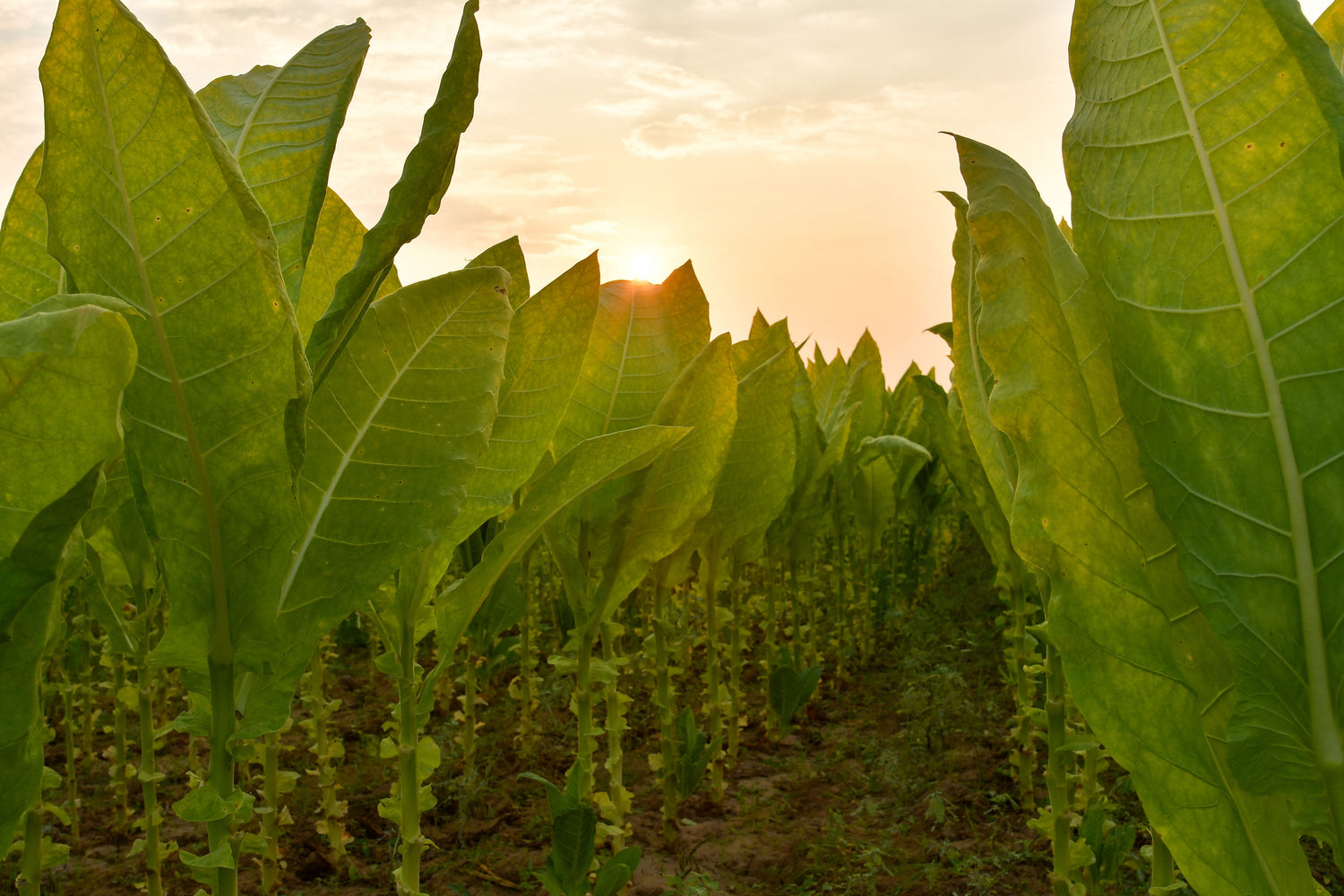 Tabakersatz – eine Reise durch den Kräutergarten des Rauchens