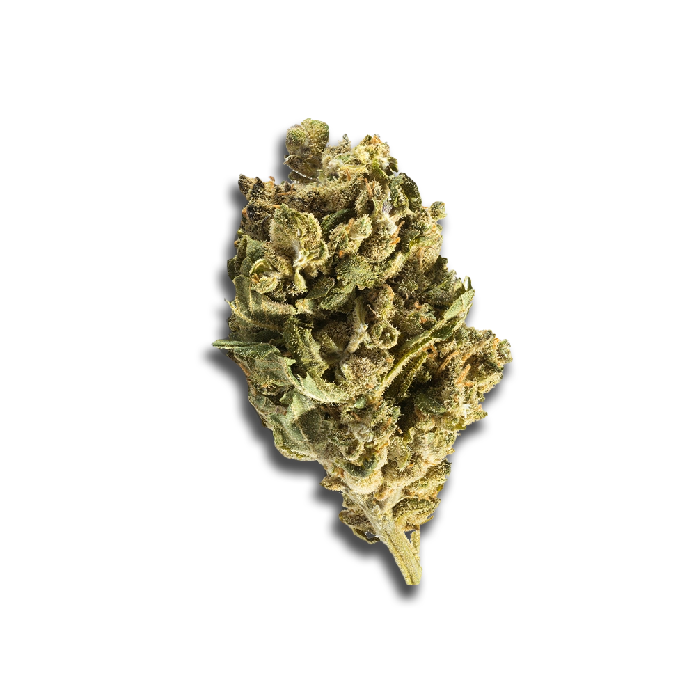 Eufloria 30/1 LBA: LA Baker