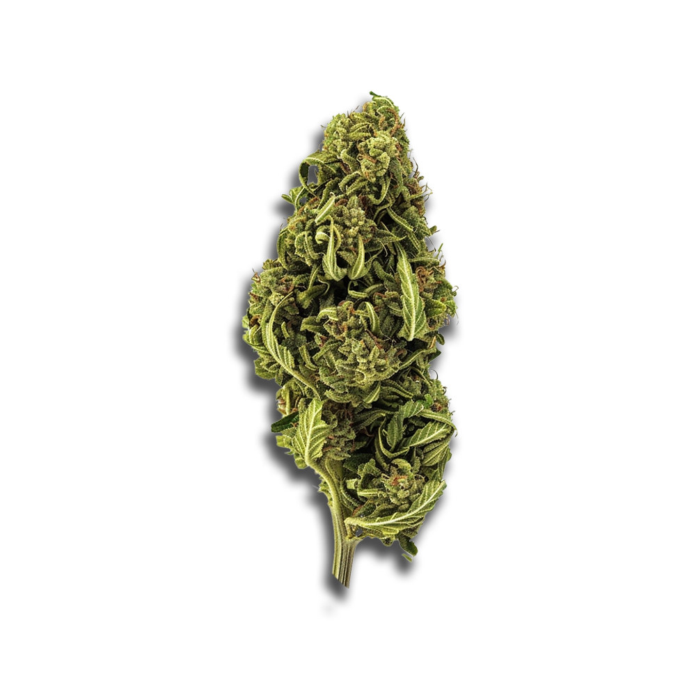 420 Evolution 30/1 Ca Msp Masterpiece