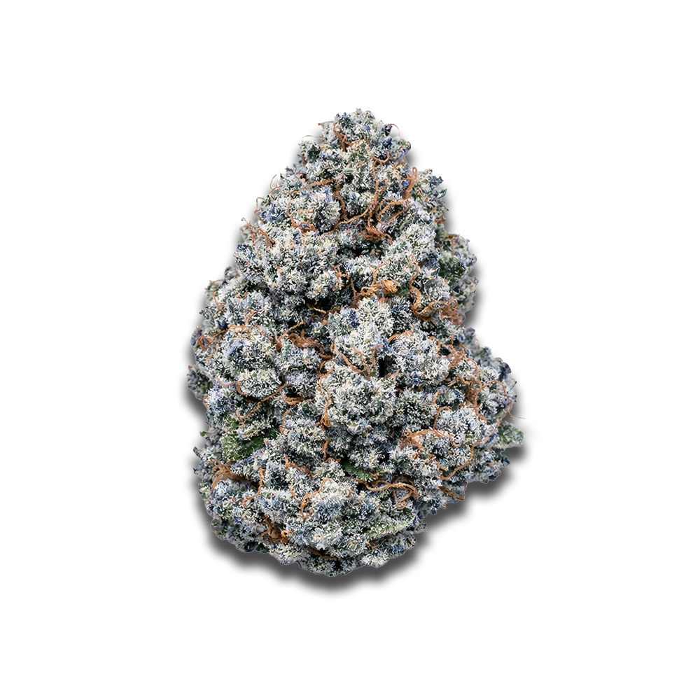 Remexian 27/1 PRT: Mokum´s Tulip