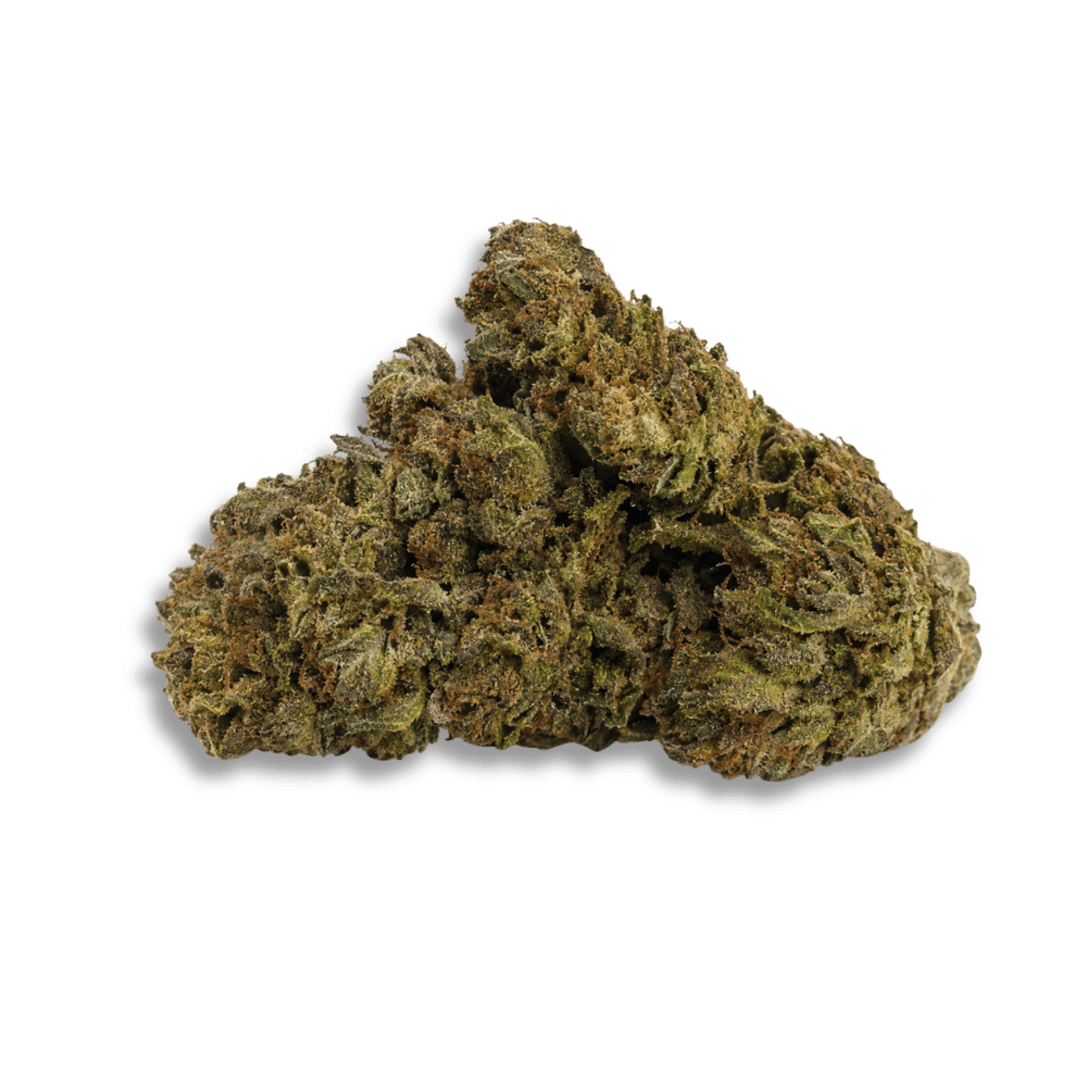 Luana 20/1 Starhaze Og