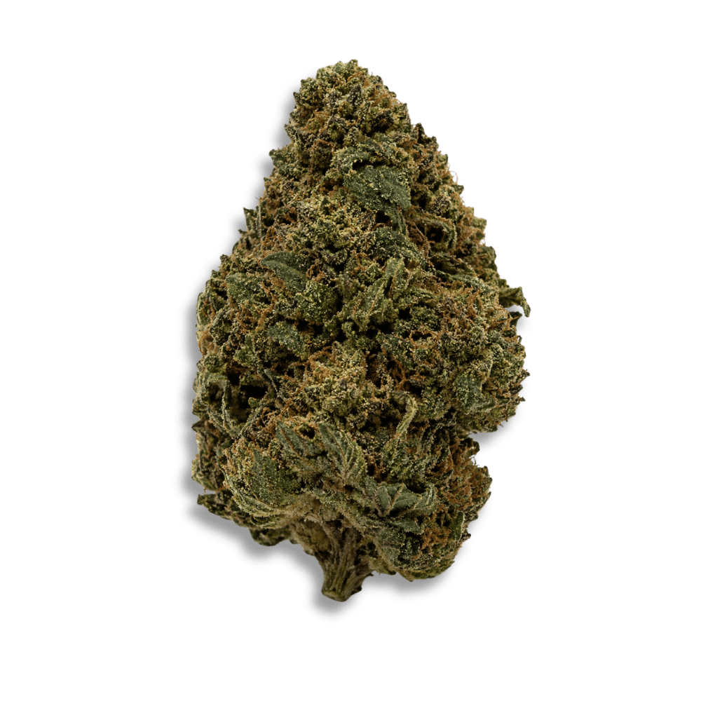 Detailaufnahme einer sorgfältig getrockneten Cannabisblüte.
