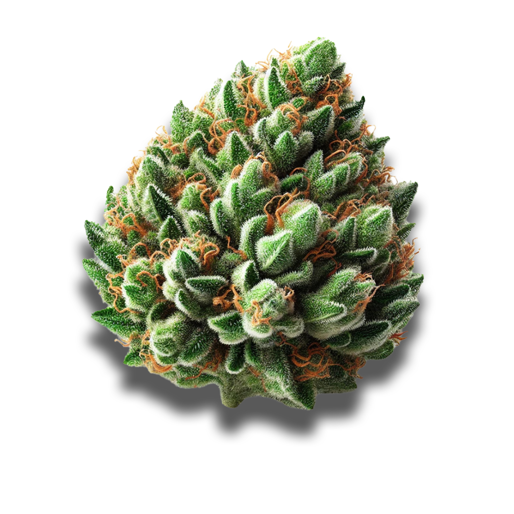 Pedanios 31/1 PND-CA: Pink Diesel