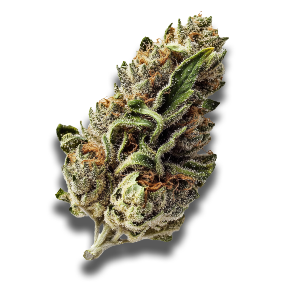 Avaay 24/1 SK: Sour OG Kush