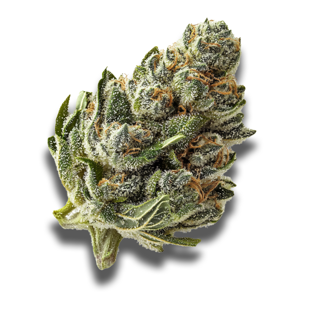 Avaay 30/1 MIM: Midnight Mimosa