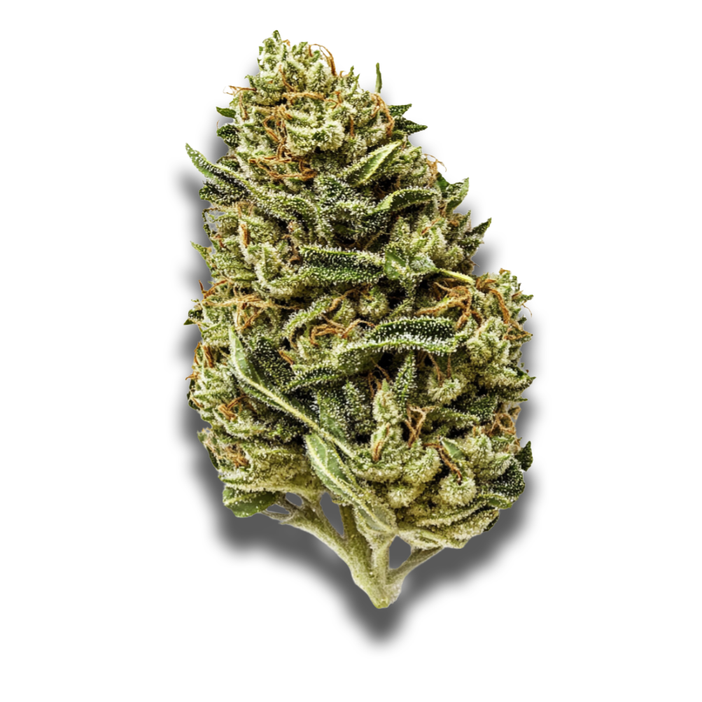 Avaay Signature 23/1 MC: Mandarin Cookies
