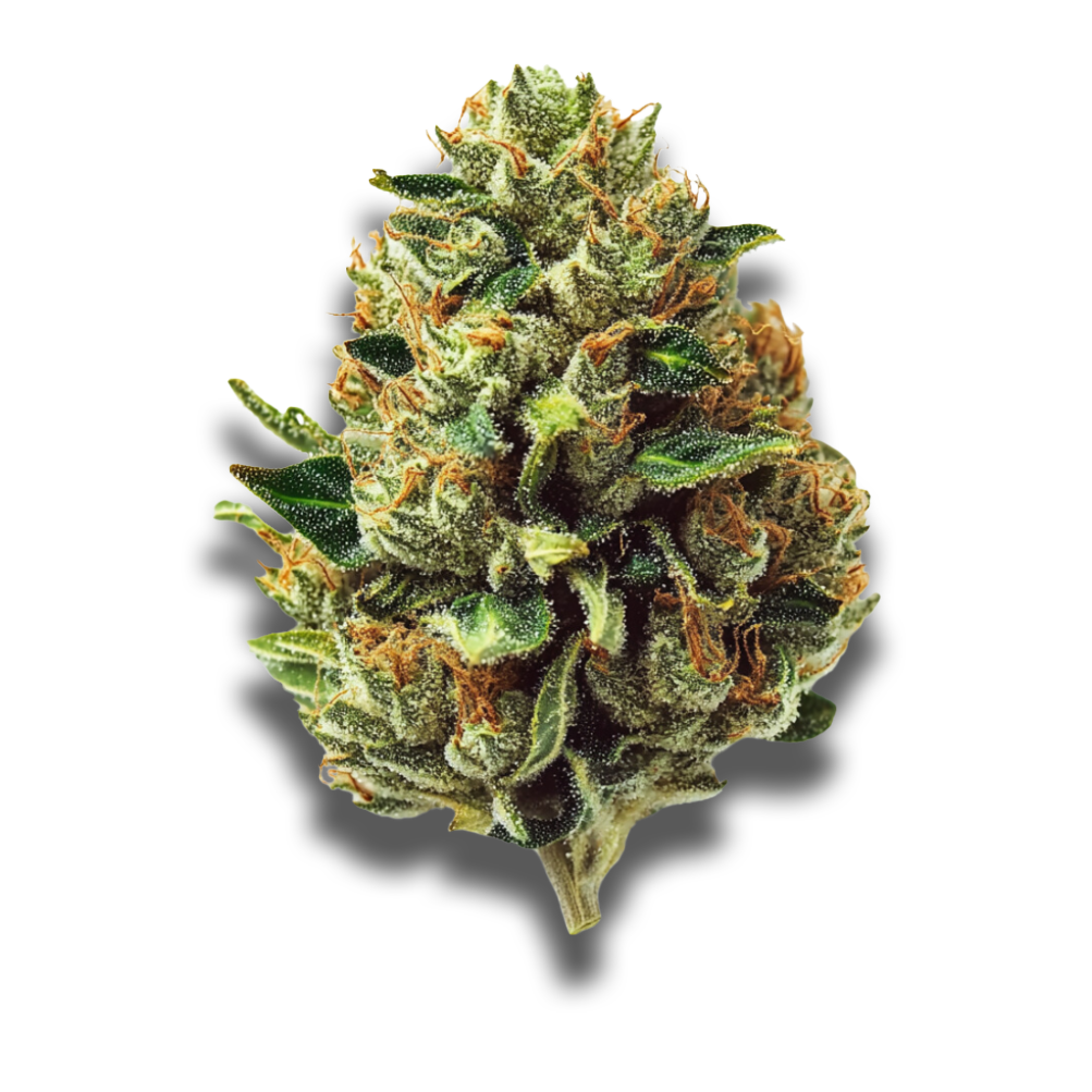 Cannabis flos 23/1 PRT Ku. Black Cherry Pie Canify