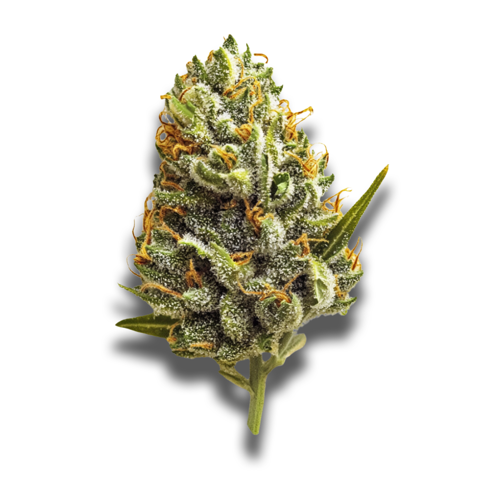 Craft Botanics 30/1 White Runtz
