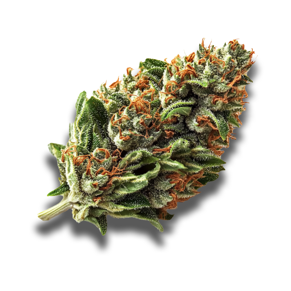 Cannabis flos 25/1 POR Ku. Moroccan Peaches Canify
