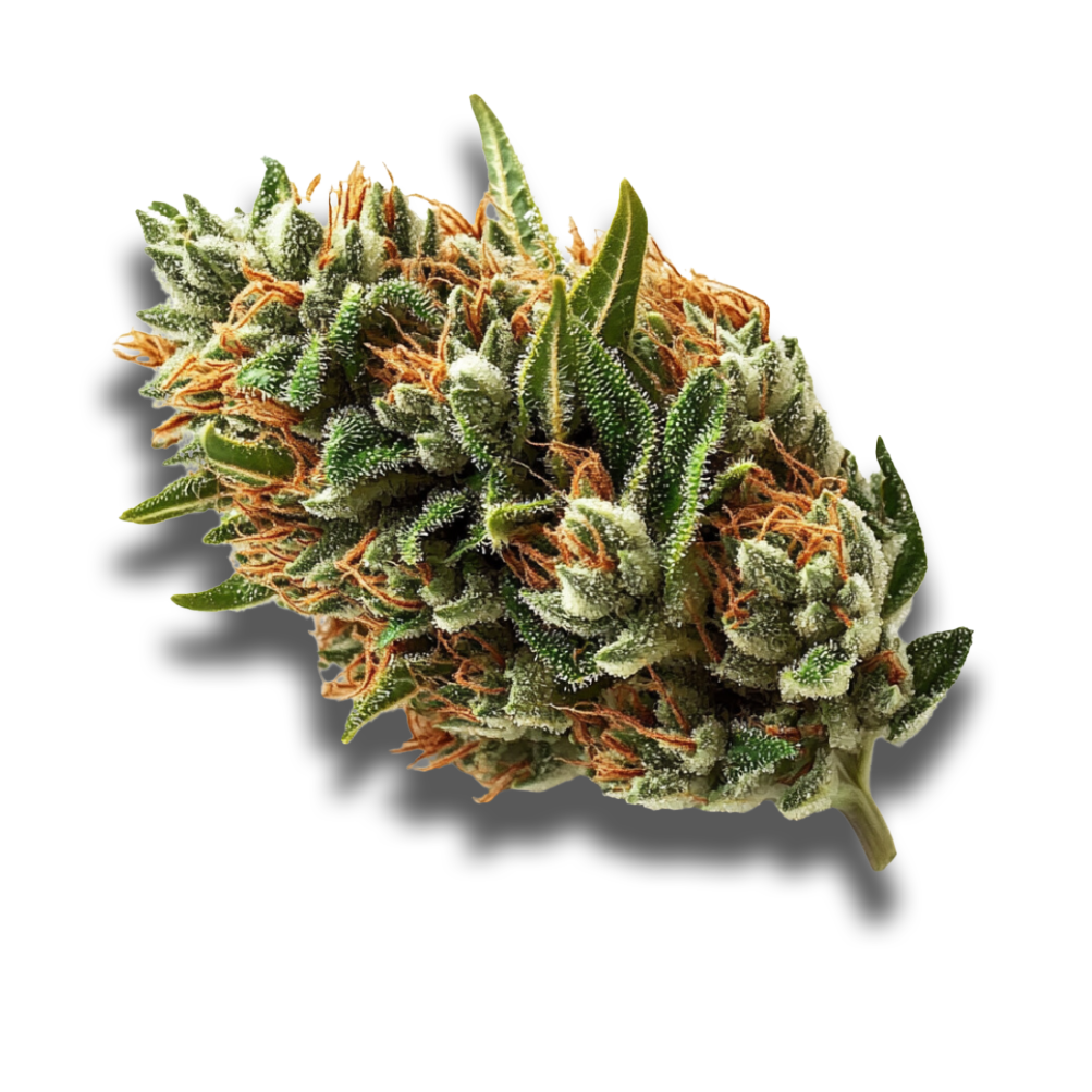 Beacon PK T24: Pink Kush