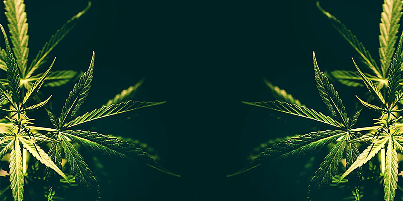 Hintergrundbild mit Cannabispflanzen im Vordergrund