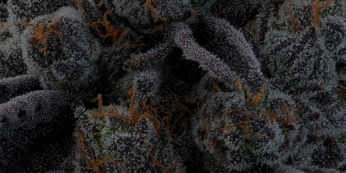 Mikroaufnahme harzreicher medizinischer Cannabisblüten mit sichtbaren Trichomen und orangefarbenen Blütenfäden.