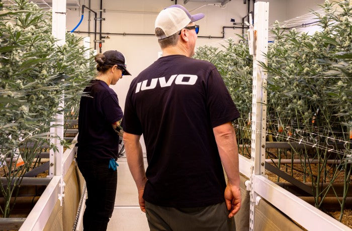 Zwei Personen begutachten medizinische Cannabispflanzen in einer professionellen Indoor-Anbauanlage.