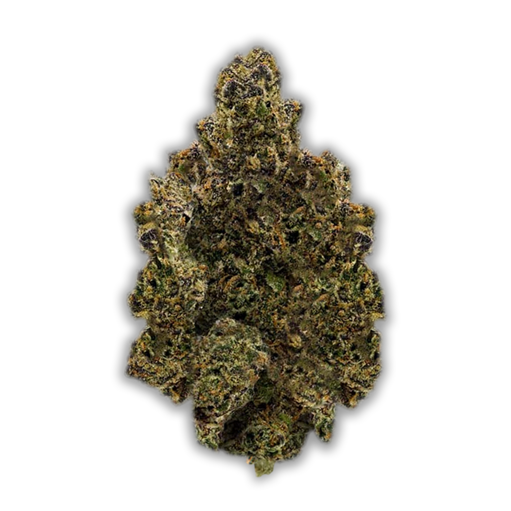 Luana 28/1 Pine: Solpina Magic