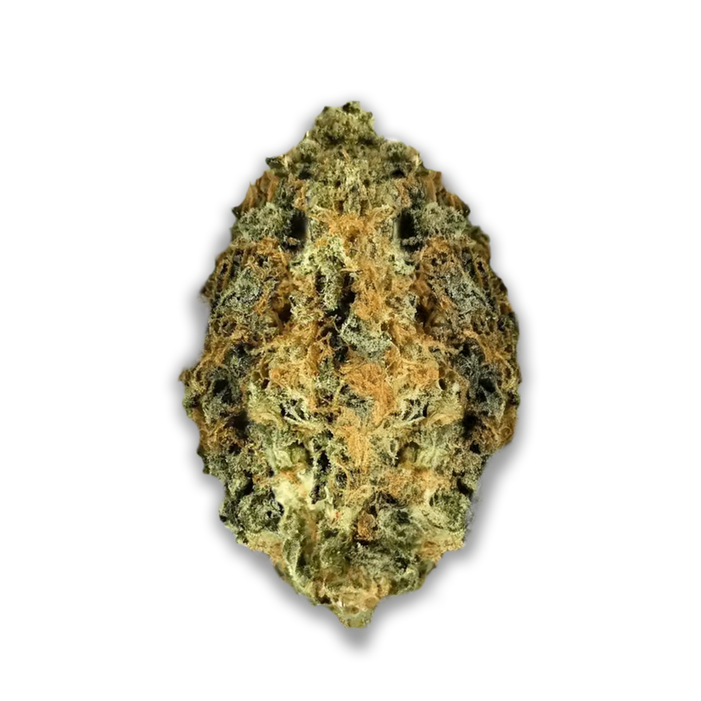 Nimbus Easy 22/1: La Sage