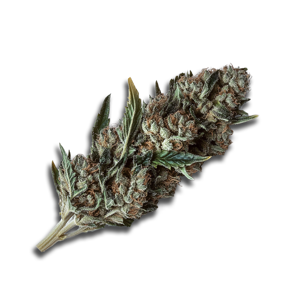 420 Sungrown 22/1 CA LLY: Legendary Larry