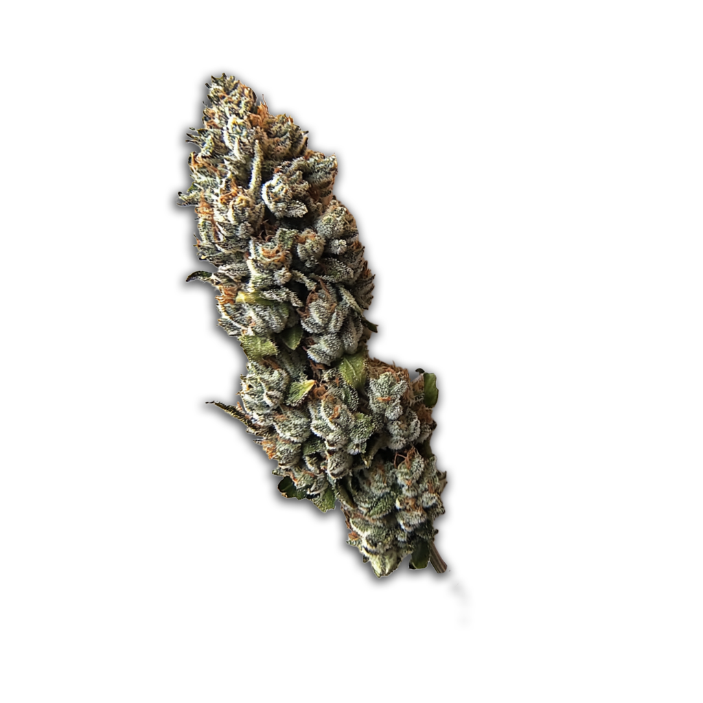 Cannabis Bava Medical 21/1 PIA-EX: Pineapple Express