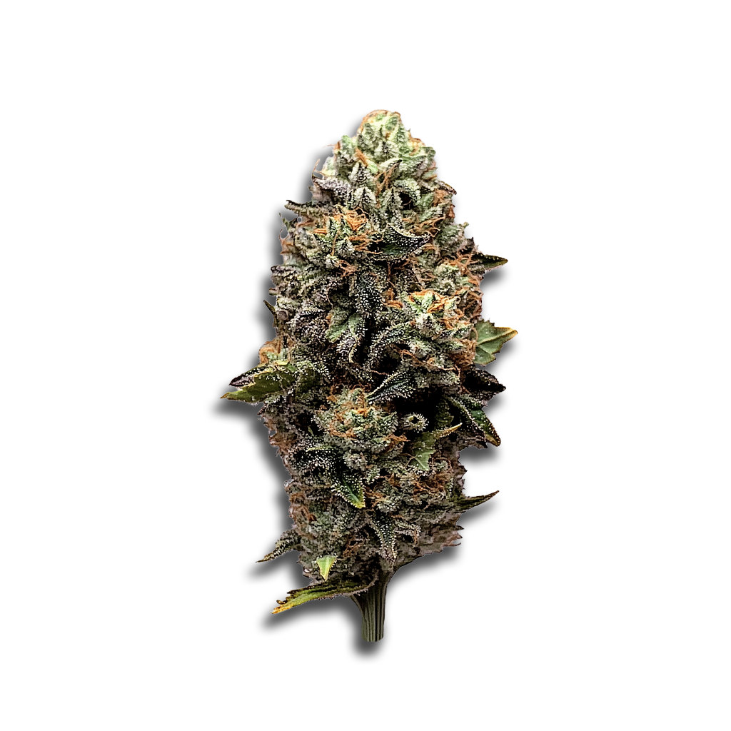 Avaay Signature 34/1 OGC: Ocean Grown Cookies