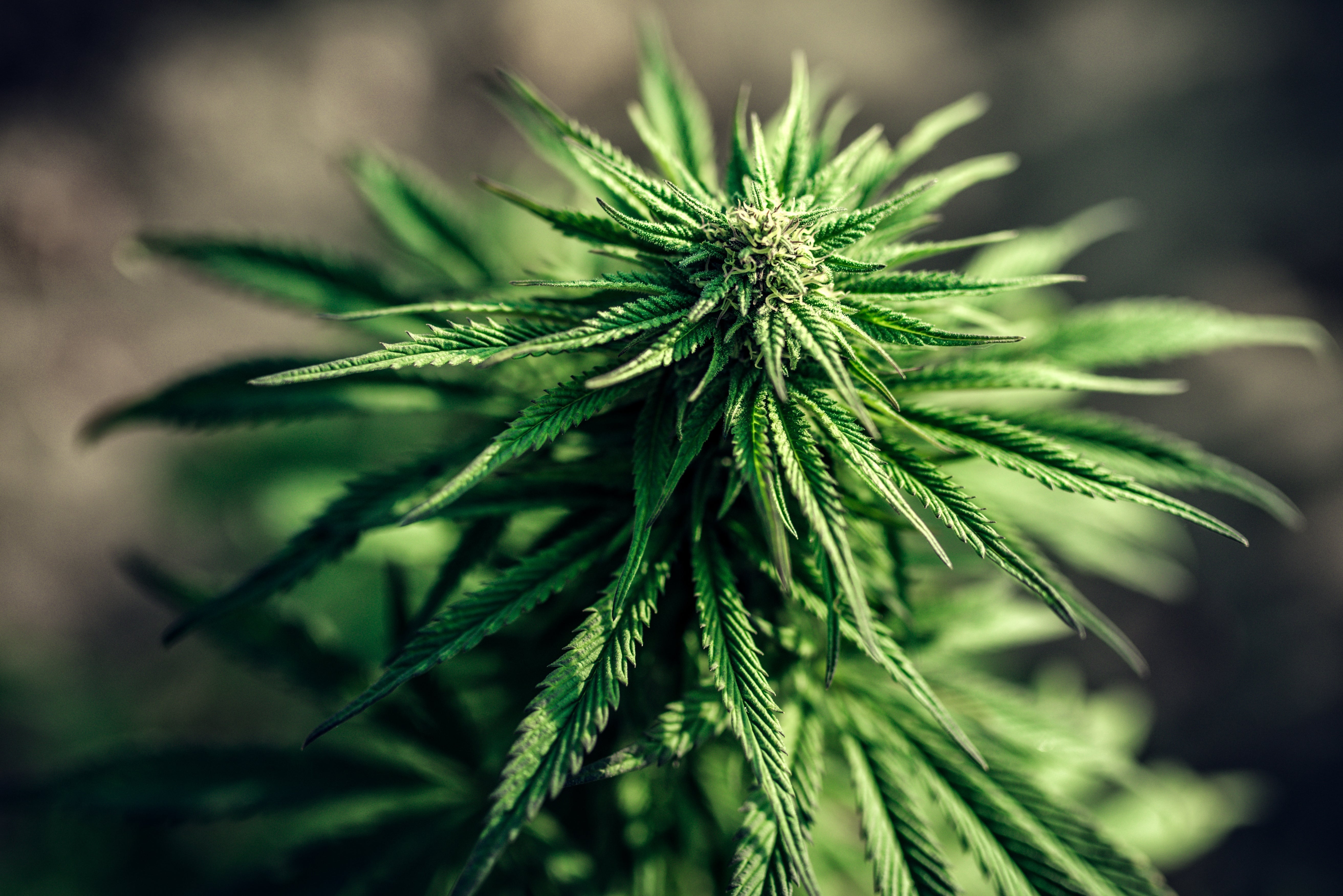 Cannabis: Wirkung einer außergewöhnlichen Pflanze