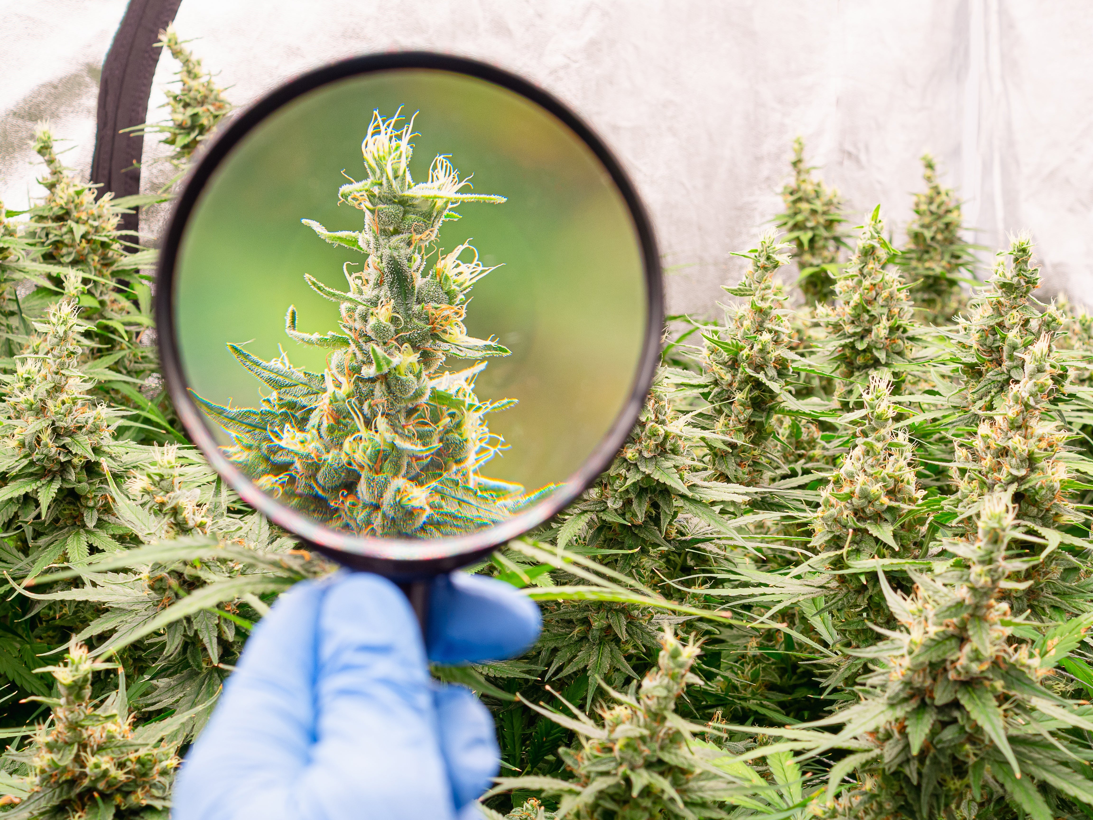 Cannabis Indica, Sativa, Hybrid – was sind denn hier eigentlich die Unterschiede?