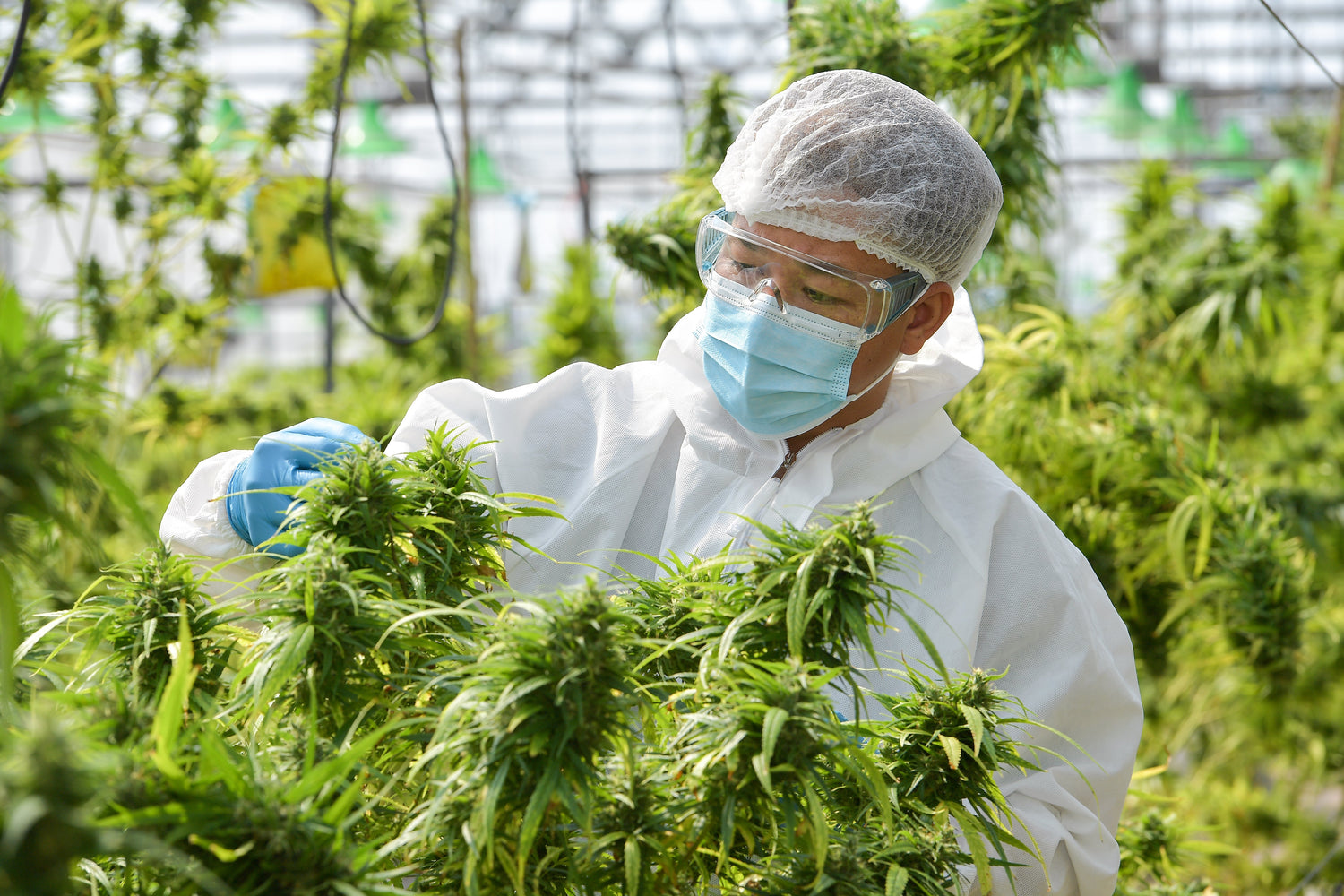 Cannabisfabrik – Gewächshaus, eine Nahaufnahme der Marihuana-Anbauindustrie.