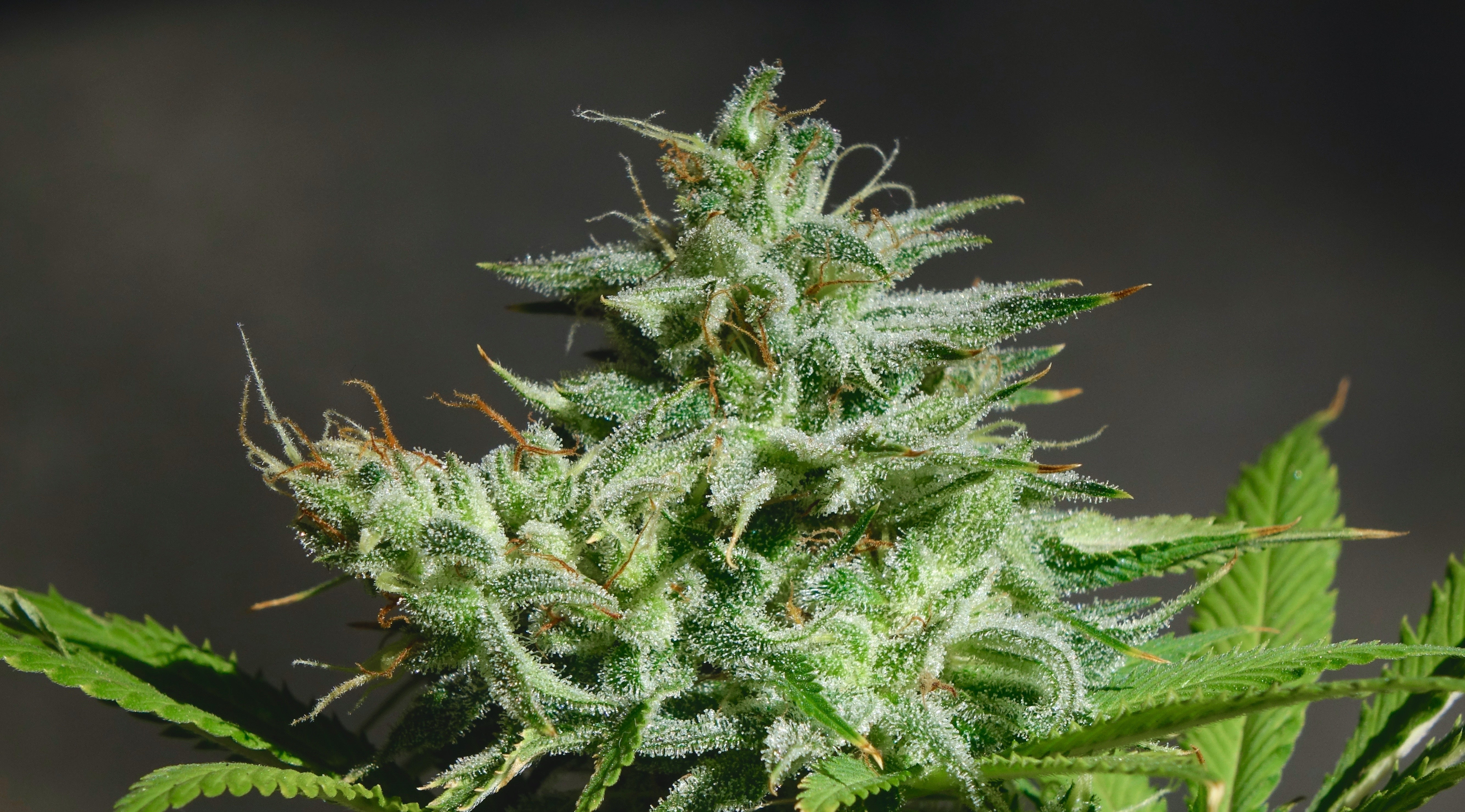 THCV: Der unterschätzte Wirkstoff aus der Cannabispflanze