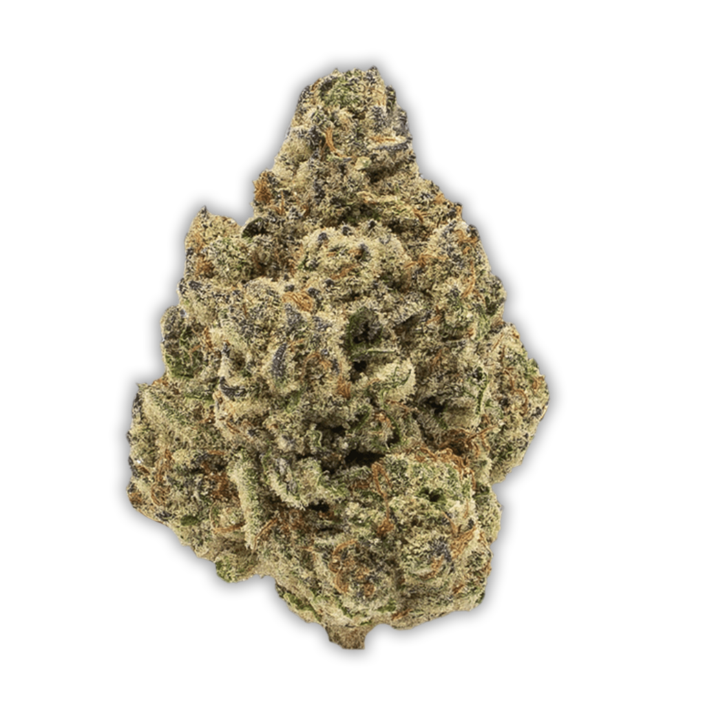CANN JGN / 26: Motor Crasher