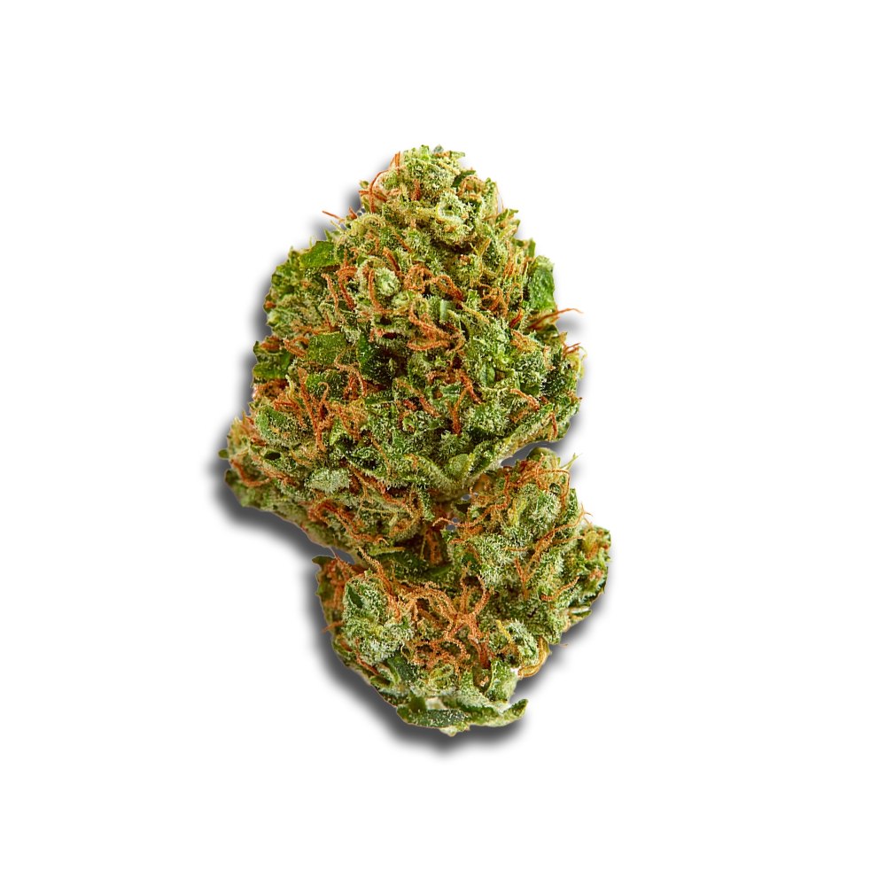 Medical Saints 24/1 LEM: Lemonatti