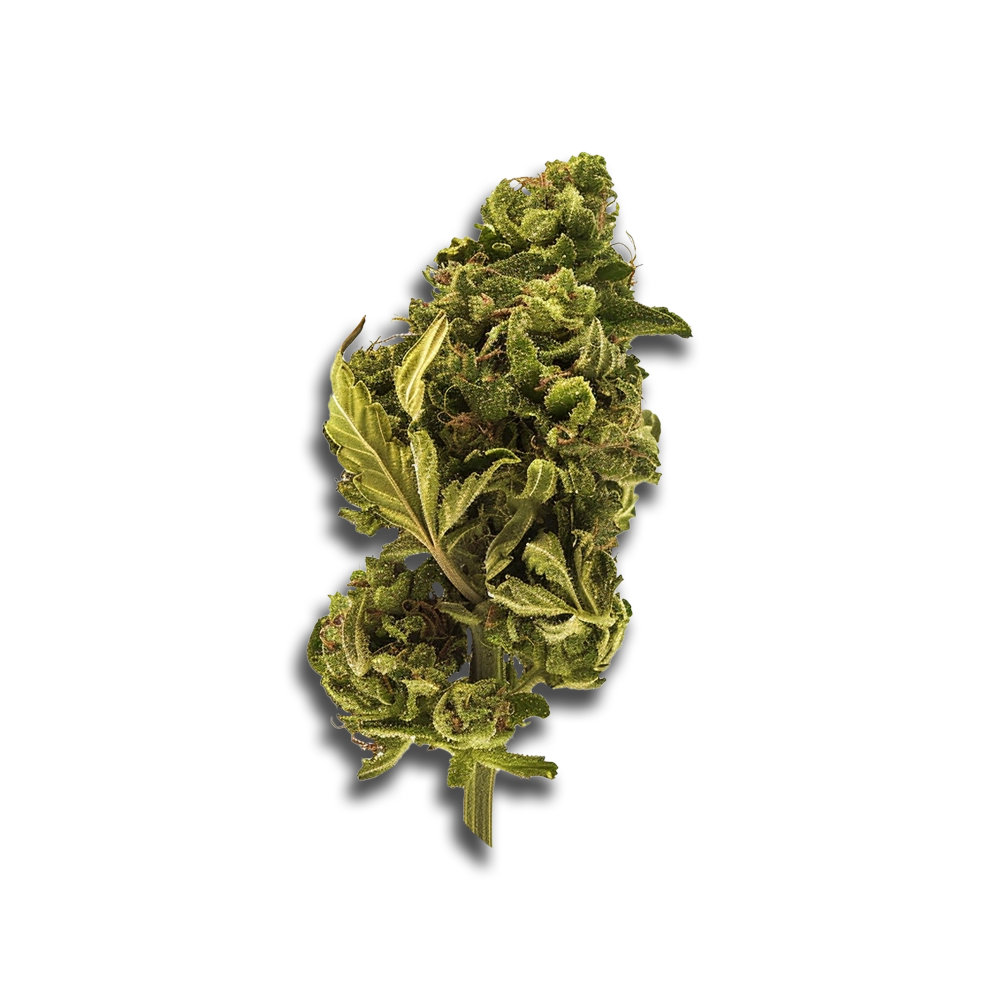 420 Natural 15/1 Ca Trp Tropicana Cookies - Physical Produktfoto
