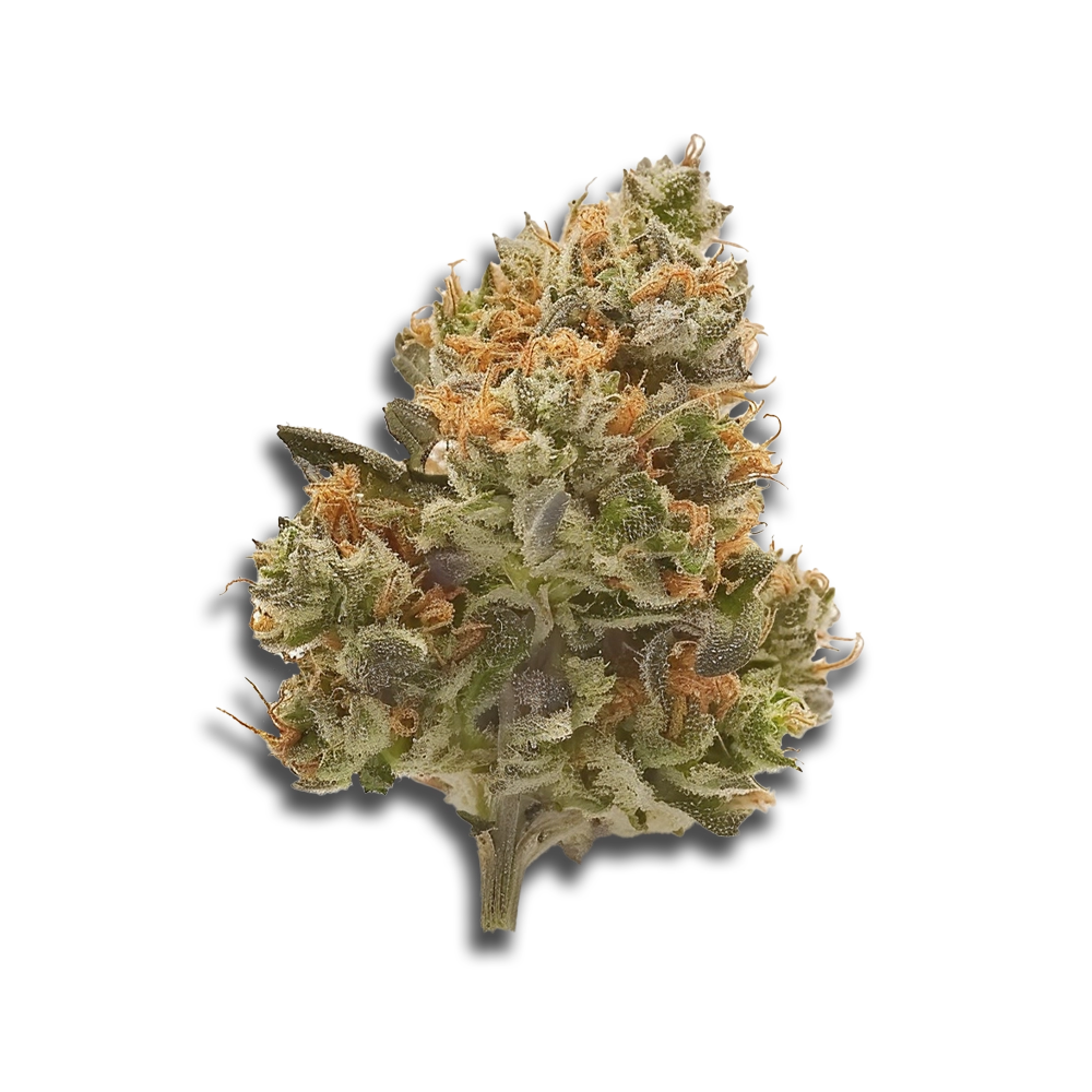 420 Evolution 30/1 CA MSP: Masterpiece