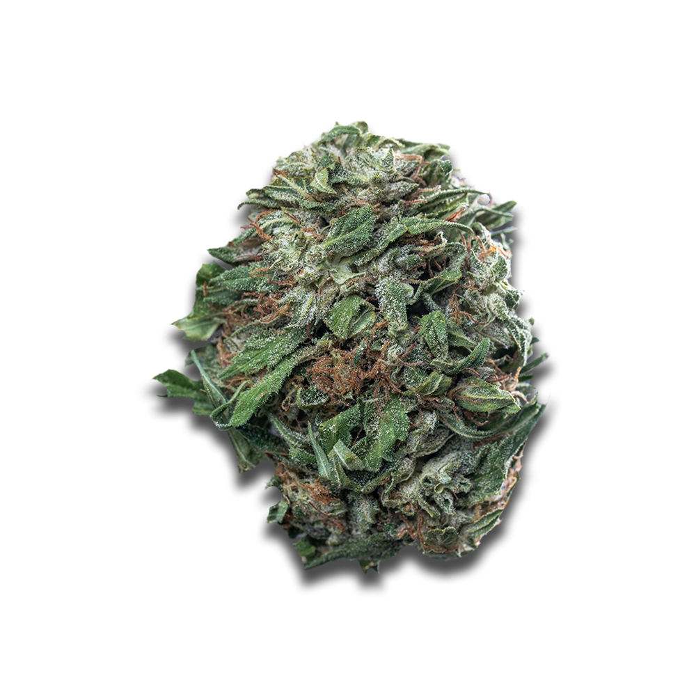 BOTANICS Golden Ace 26/1: Orange Panties