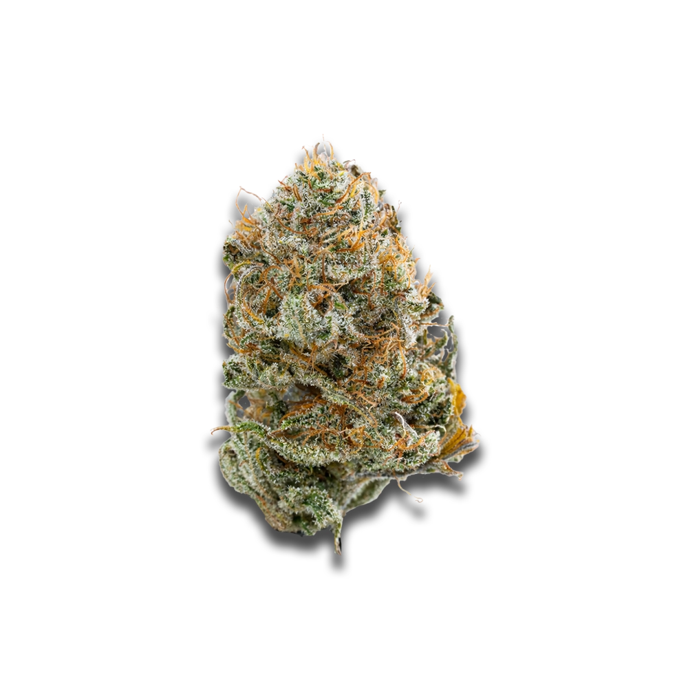 Bathera 25/1 Bz Blue Z