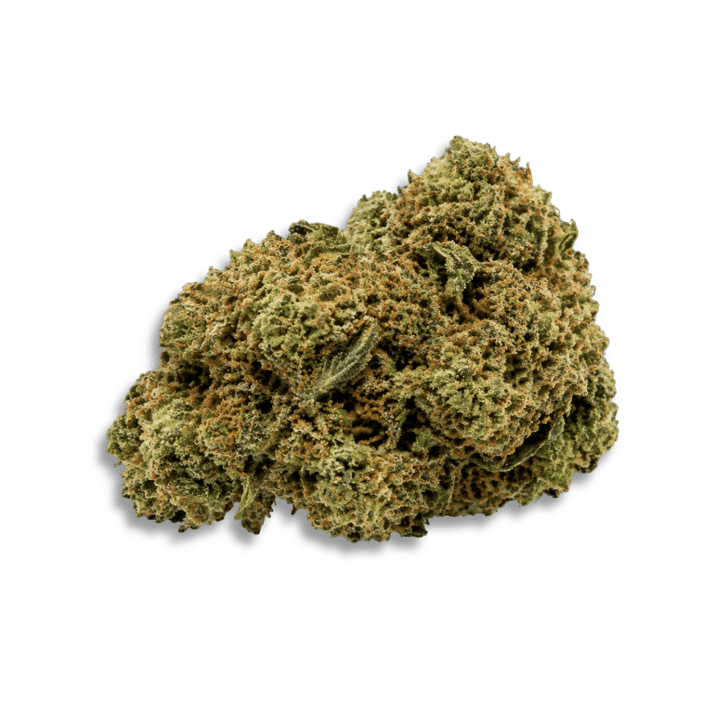 Vasco X Cipher Bl Blue Lobster