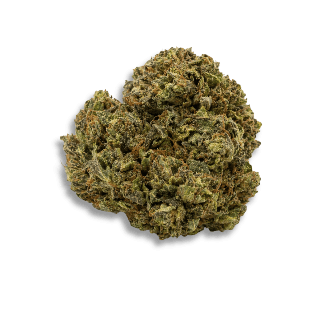 Detailaufnahme einer sorgfältig getrockneten Cannabisblüte.