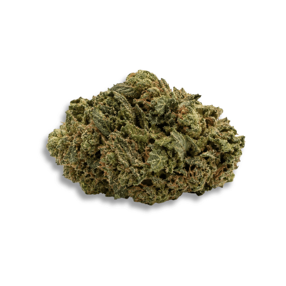 Detailaufnahme einer sorgfältig getrockneten Cannabisblüte.