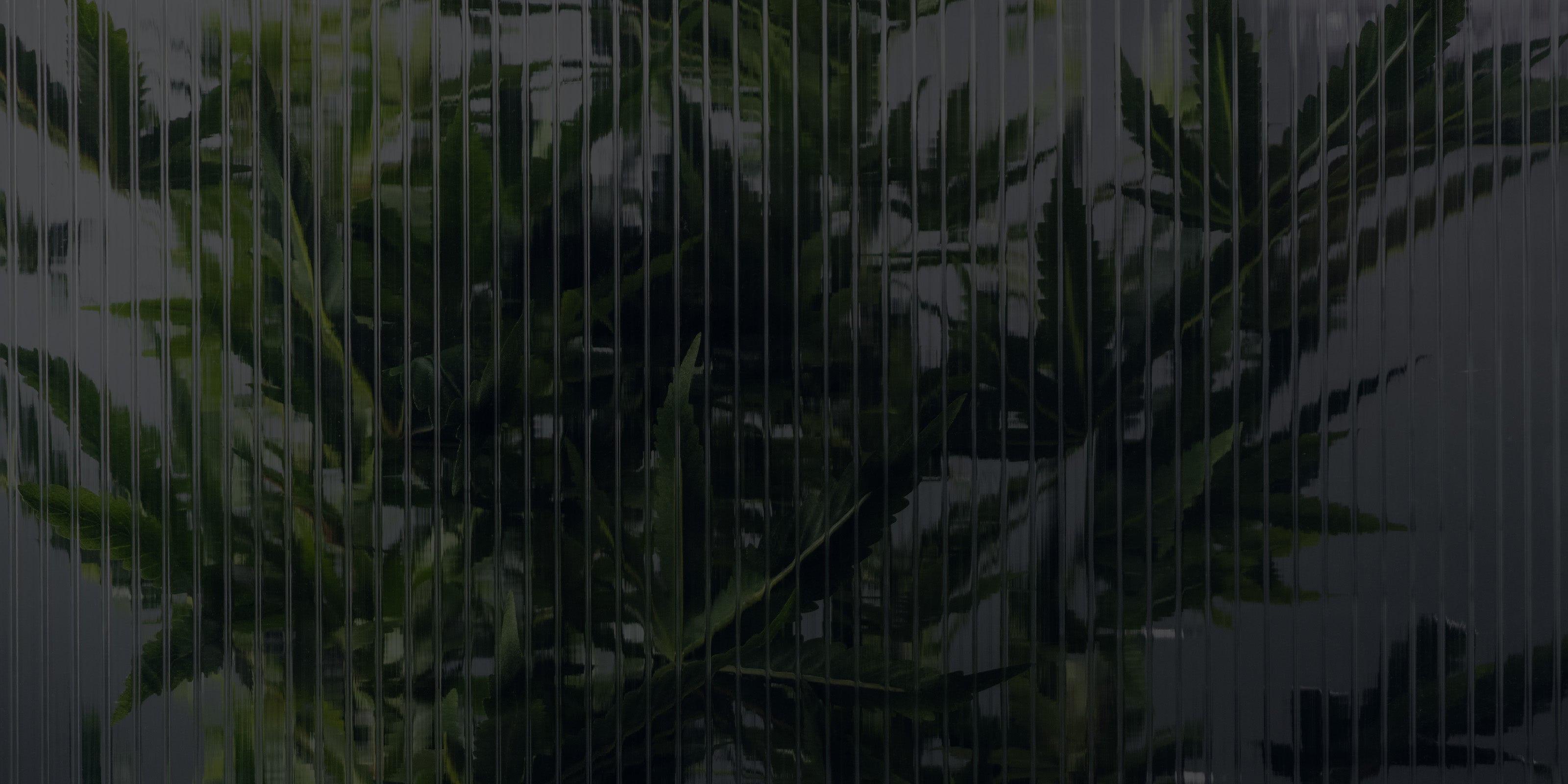 Cannabispflanzen in einer modernen Indoor-Anbauanlage hinter transparenter Trennwand.