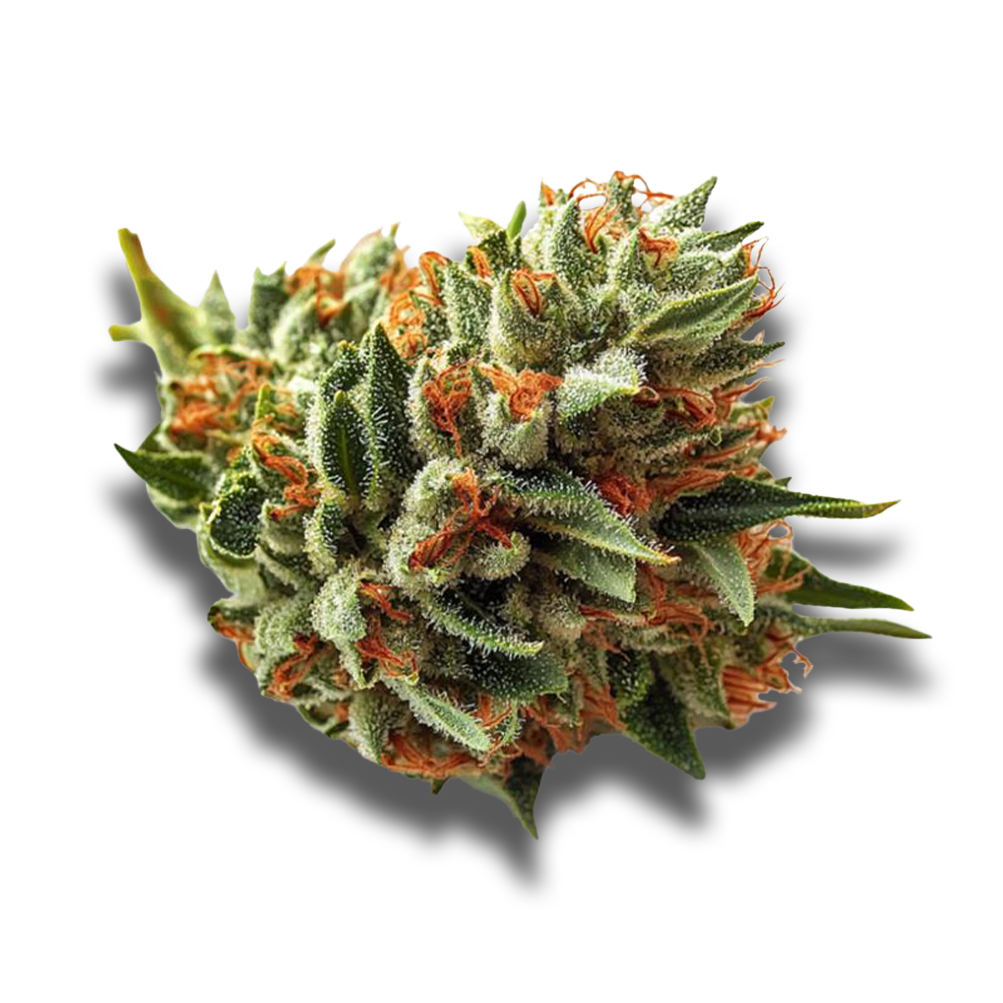 420 Sungrown 27/1 CA LLY: Legendary Larry