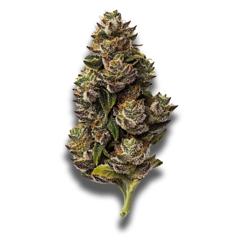 Cannamedical Sativa Forte NM: Gelato Dream