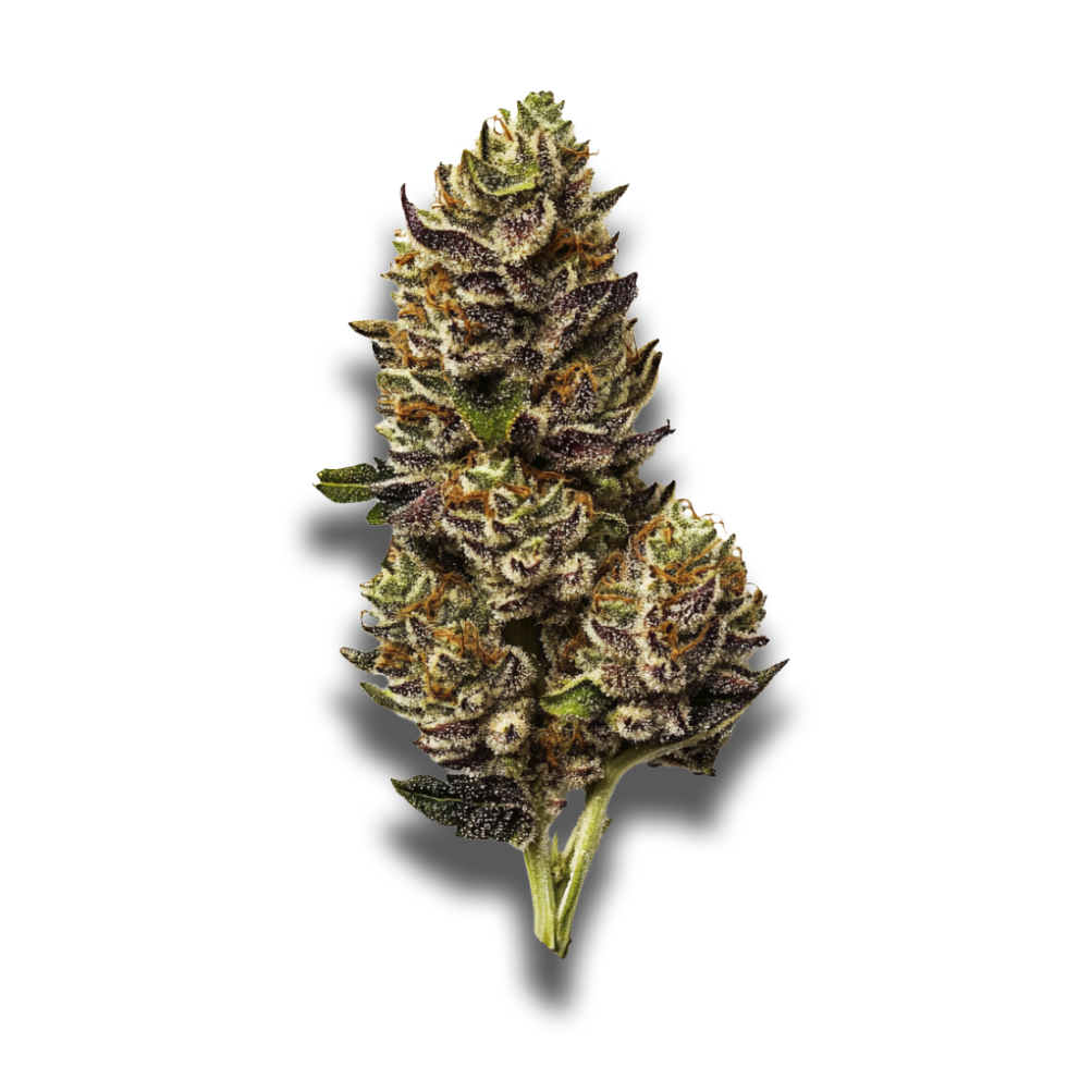 Demecan Core Saxonia 28:01: Wedding Cake X Jet Fuel Gelato