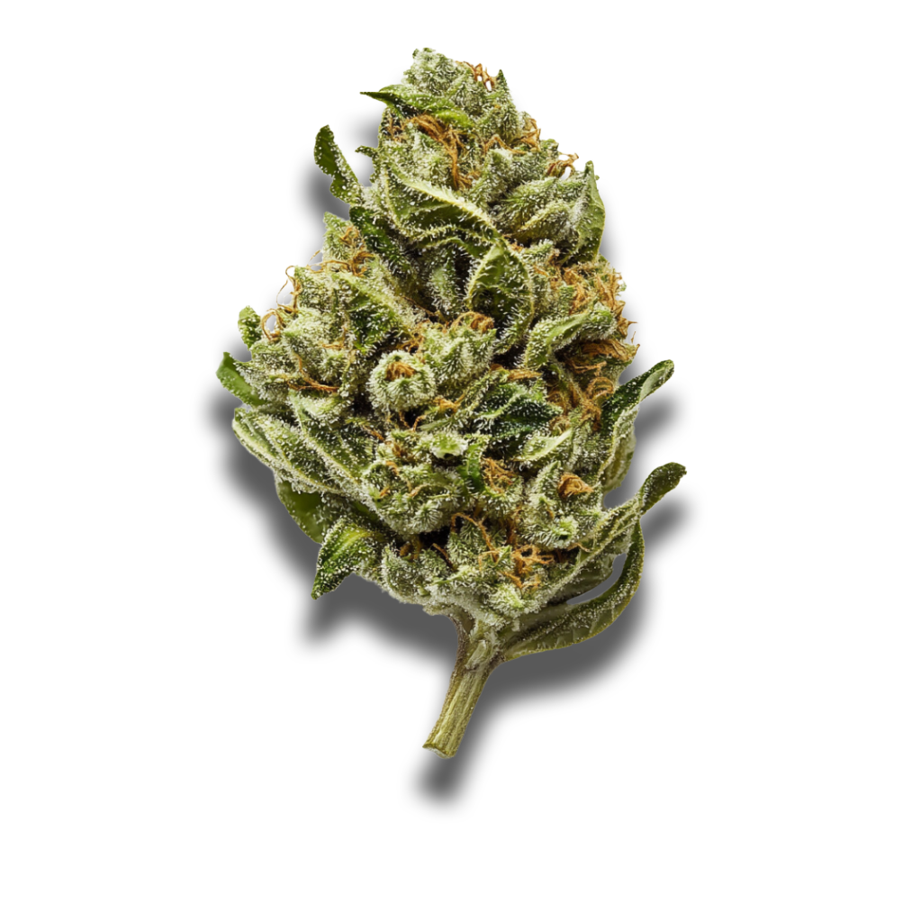 420 Evolution 36/1 CA PCH: Peach Chementine