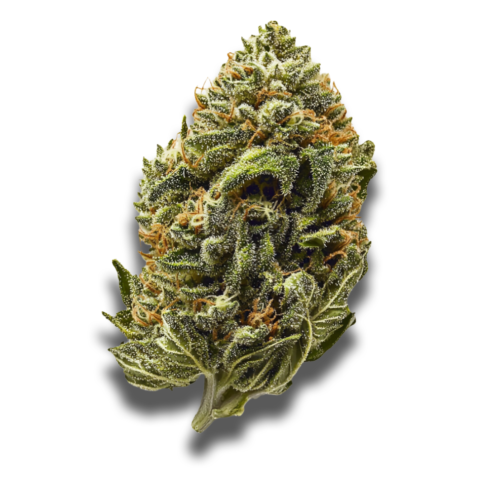 Avaay Signature 29/1 OGC: Ocean Grown Cookies