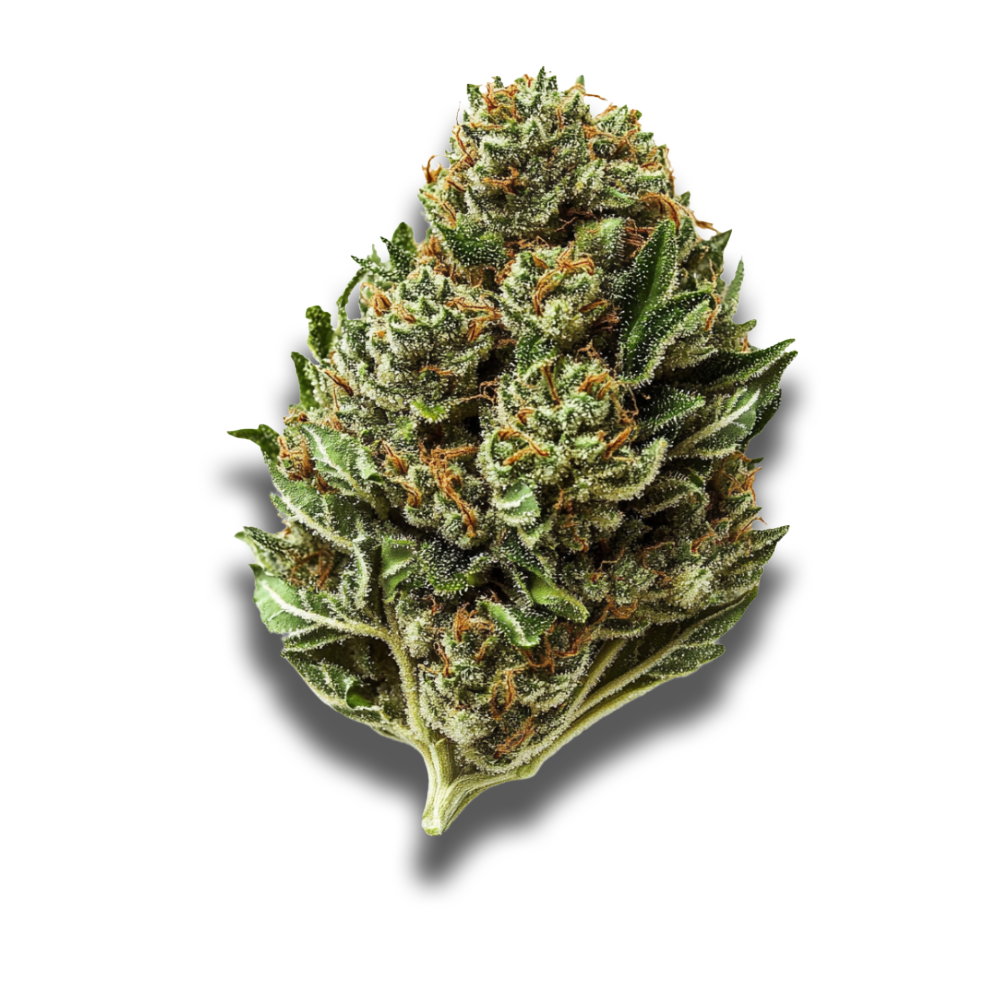 Pedanios 22/1: Ghost Train Haze
