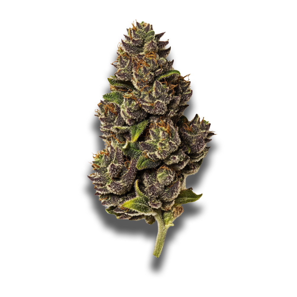 Bathera 28/1: Blue Z