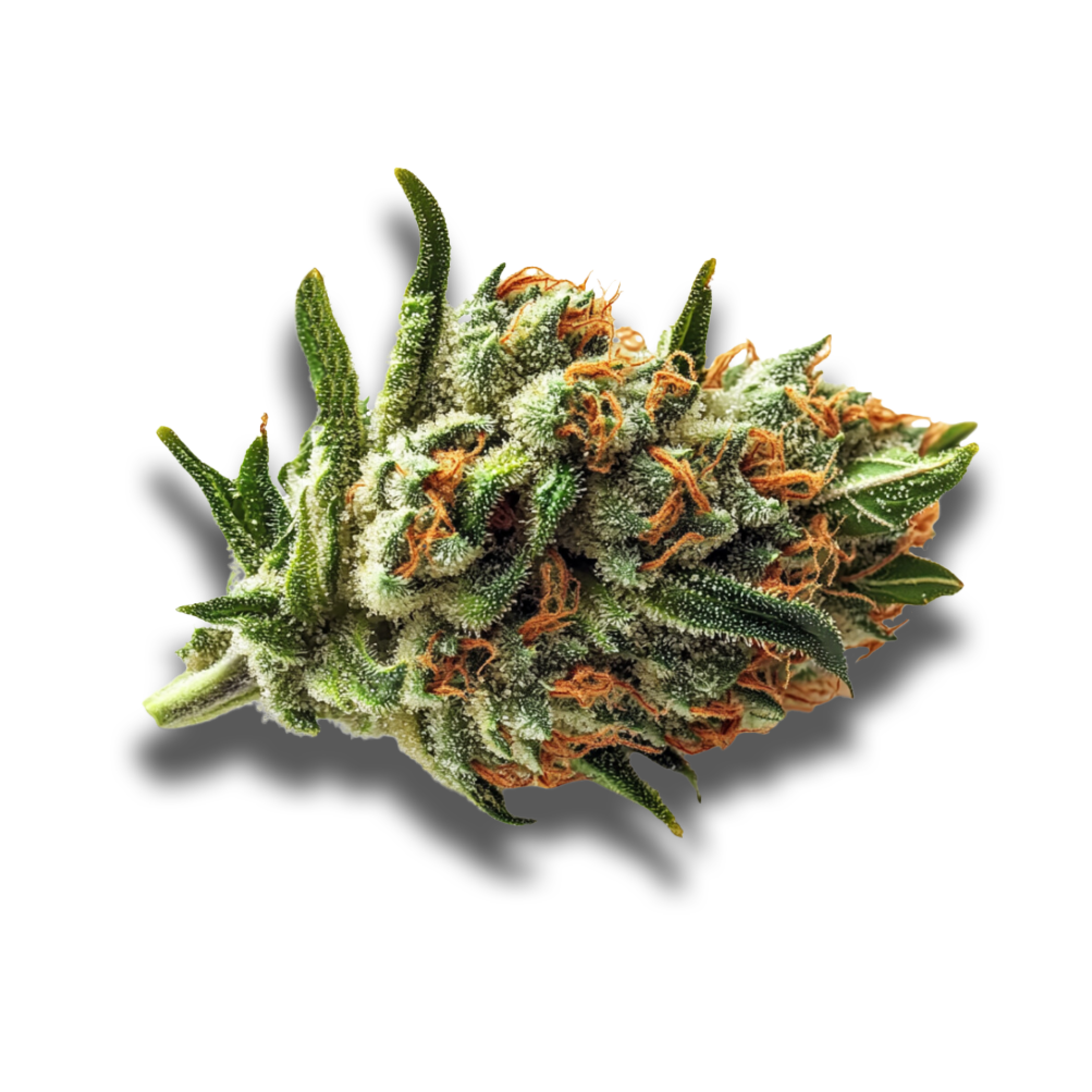 Demecan CRAFT OZK x CC 24:01: OZ Kush x Coffin Candy