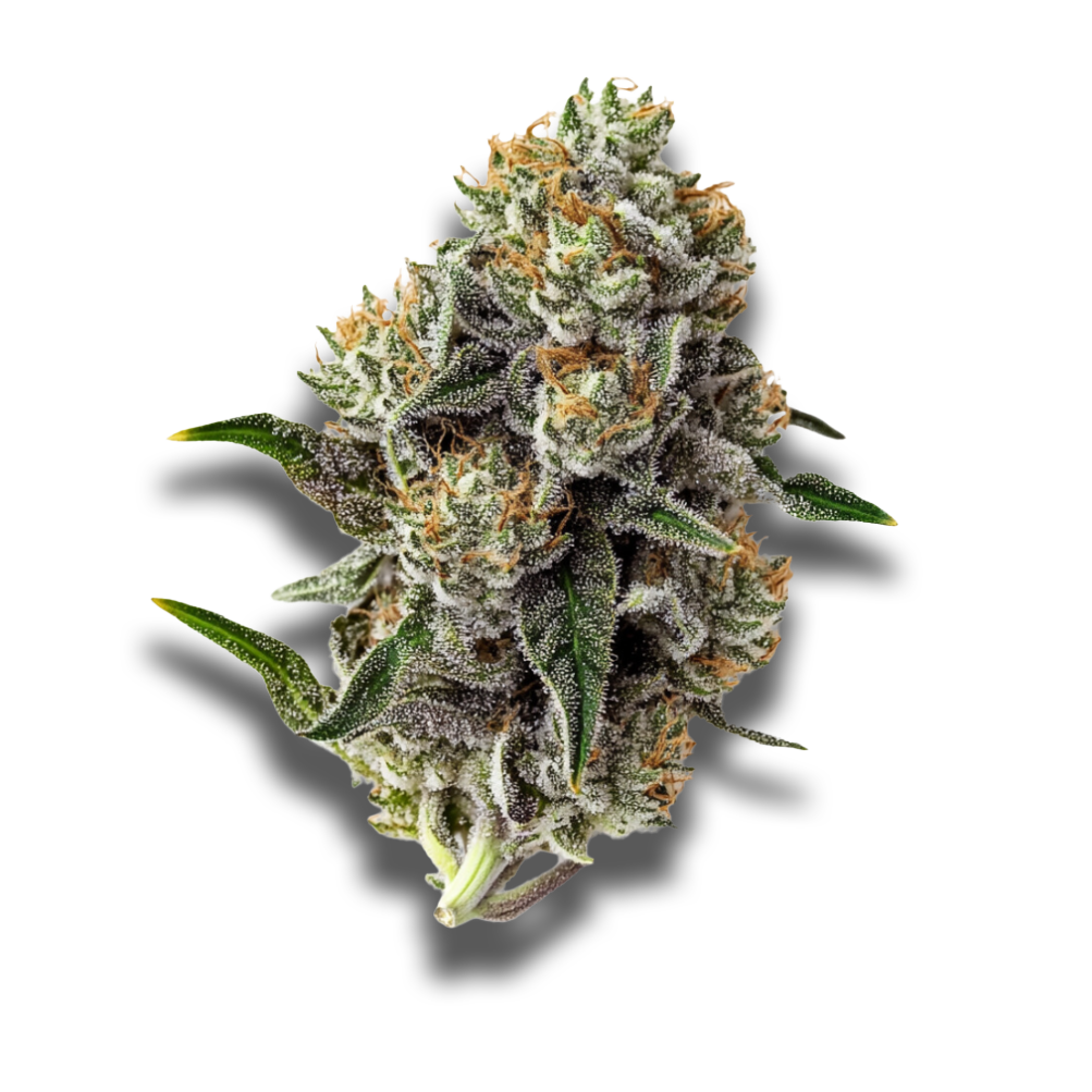 Pedanios 16/1 TNG-CA: Tangerine Dream