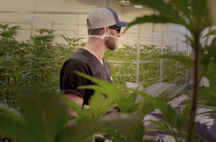 Person mit Schutzbrille und Kappe in einer Indoor-Anlage zwischen medizinischen Cannabispflanzen